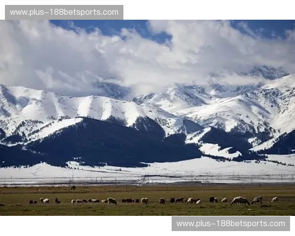 沙漠飓风还是太极狂潮？科威特vs韩国：一场跨越时空的荣耀豪赌